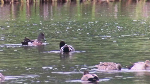 Falcated Duck - ML390520321