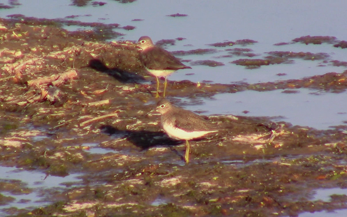 Solitary Sandpiper - ML390520341