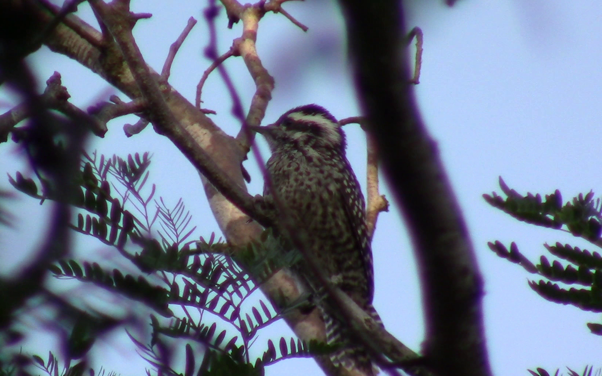 Checkered Woodpecker - ML390520451