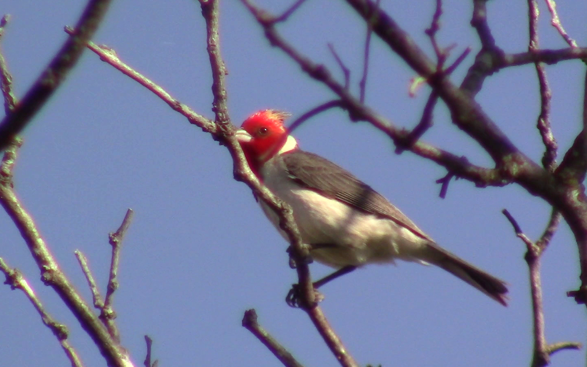 Red-crested Cardinal - ML390520911