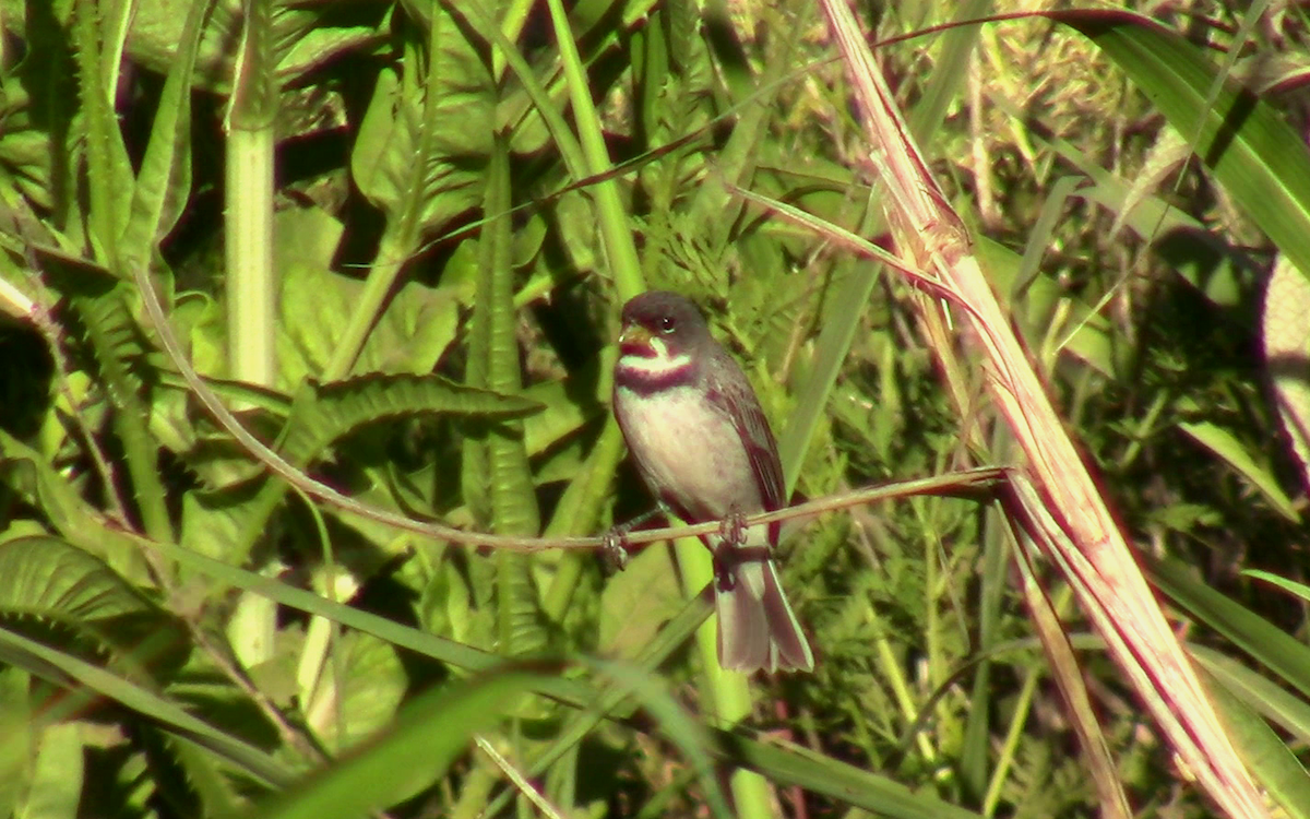 Double-collared Seedeater - ML390521141