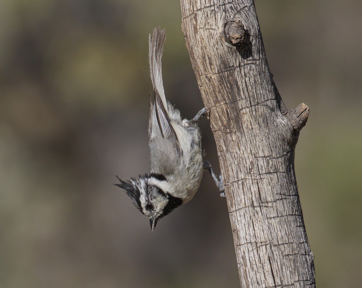 Bridled Titmouse - ML390521361