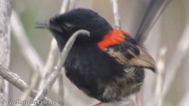 Red-backed Fairywren - ML390521541