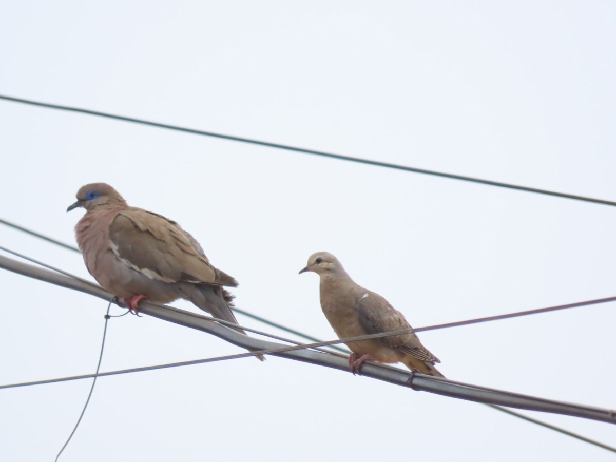 West Peruvian Dove - ML390521841