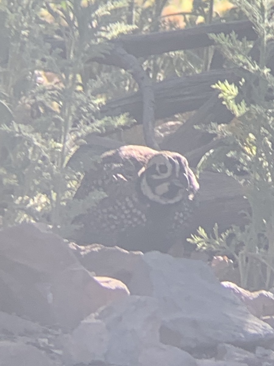 Montezuma Quail (Montezuma) - ML390522621