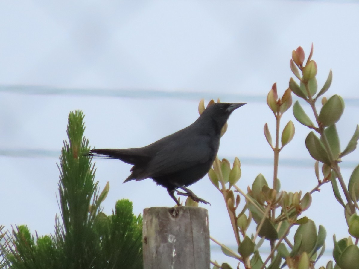 Austral Blackbird - ML390522771