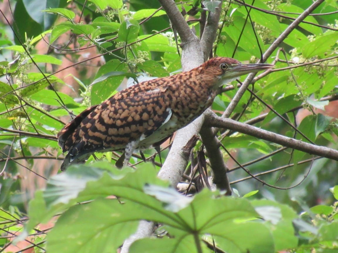 Rufescent Tiger-Heron - ML390523151