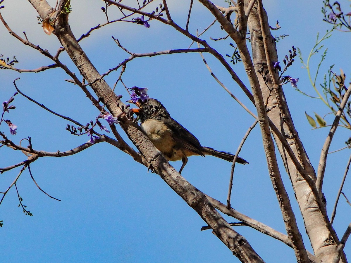 Black-throated Saltator - ML390523671