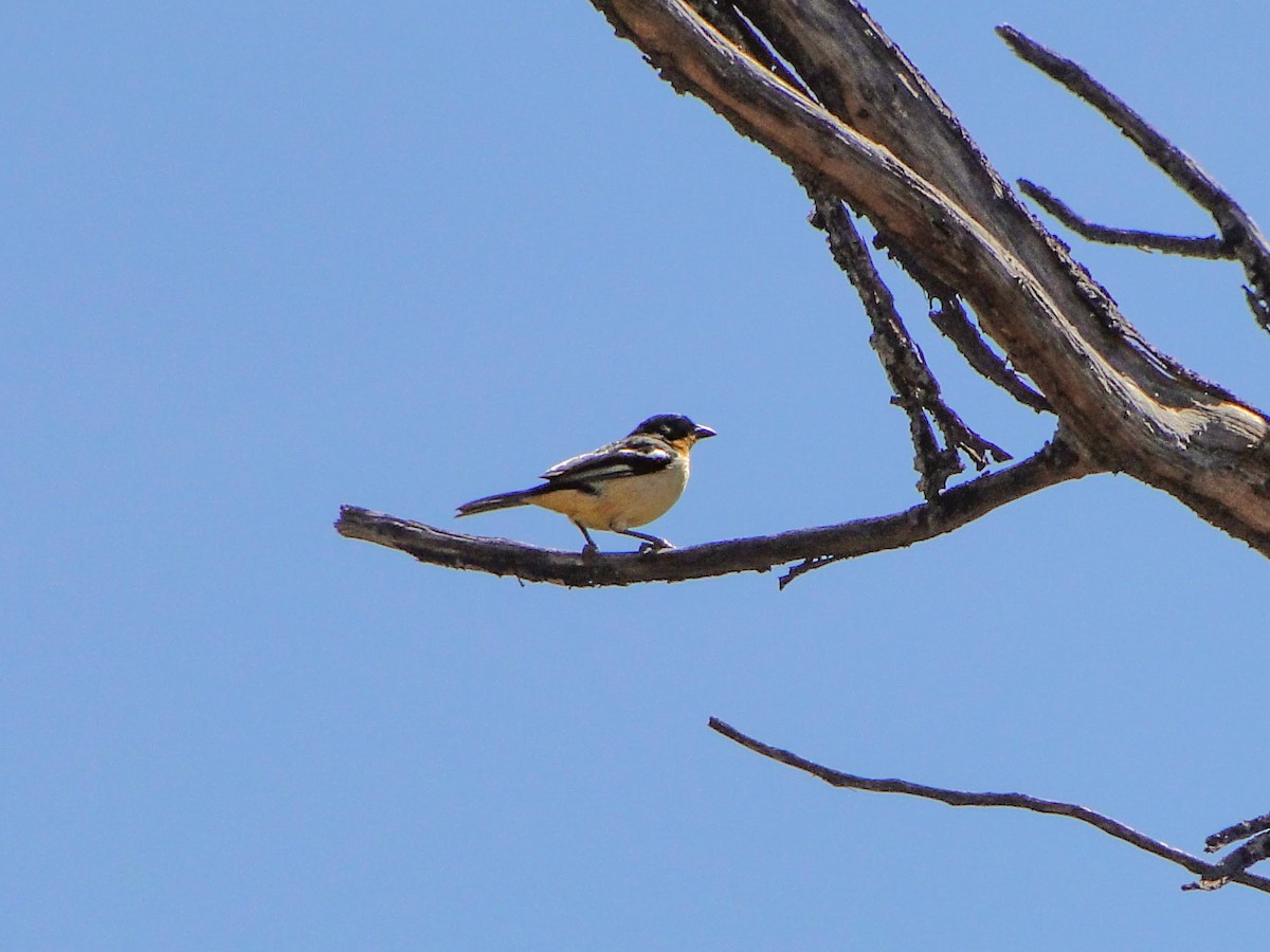 White-rumped Tanager - ML390523771
