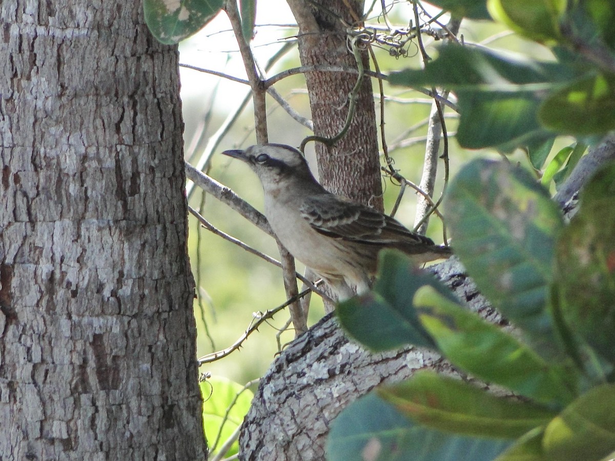 Chalk-browed Mockingbird - ML390523781