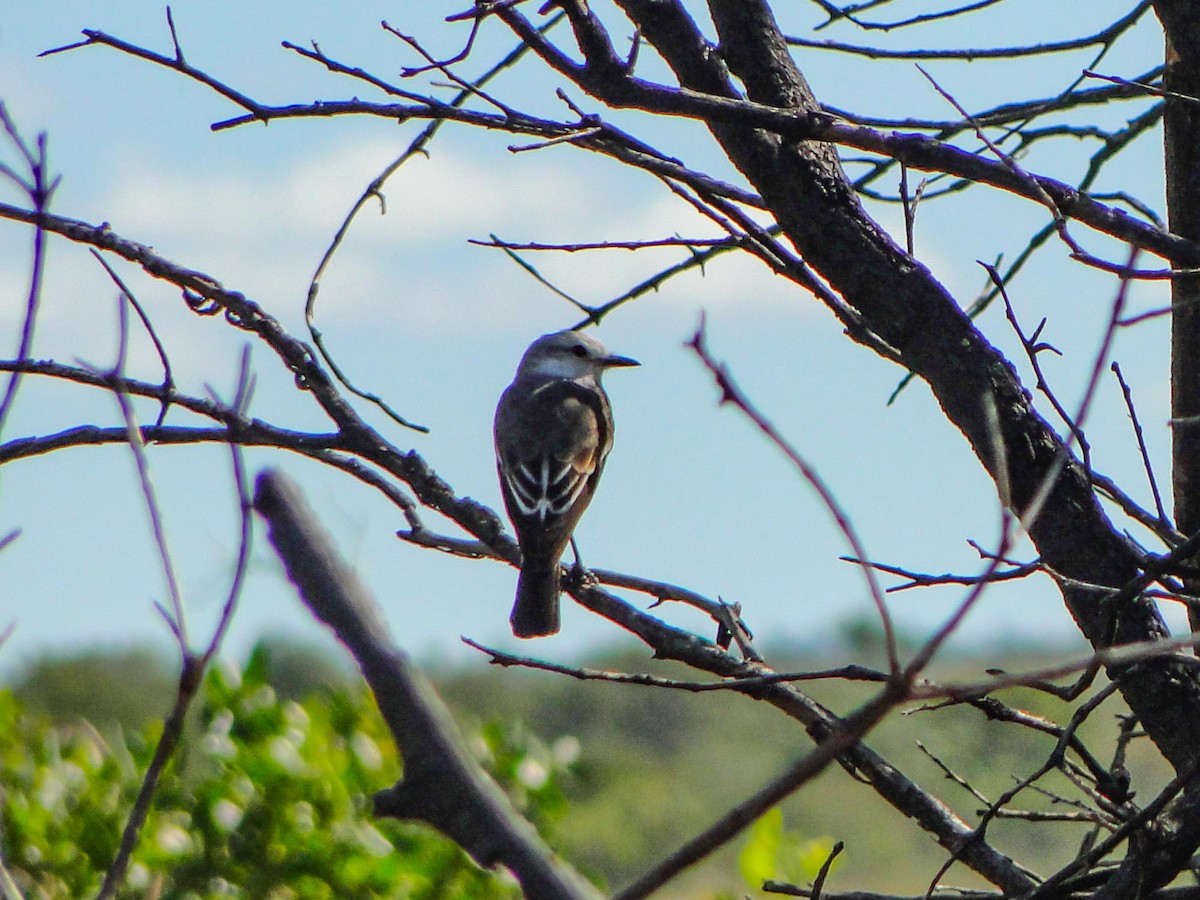 White-rumped Monjita - ML390523791