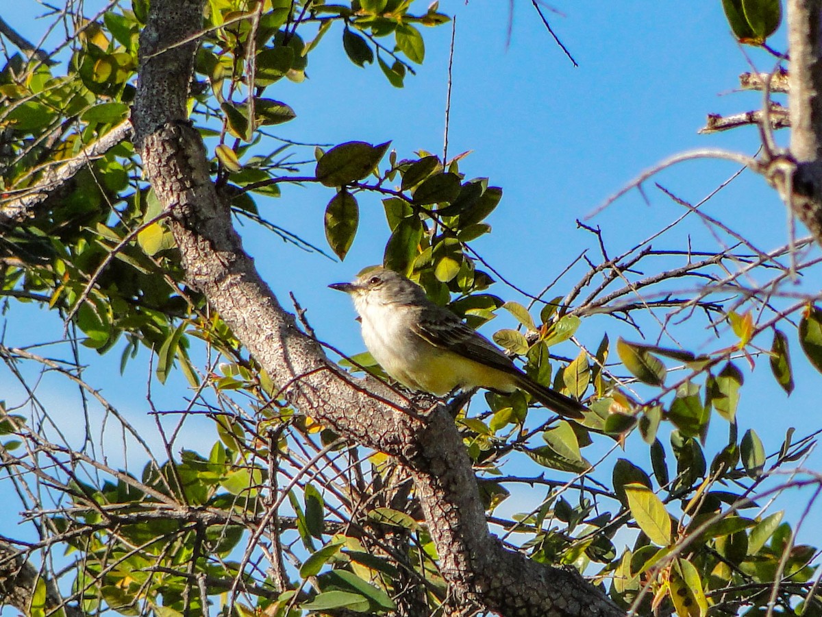 Suiriri Flycatcher - ML390523801