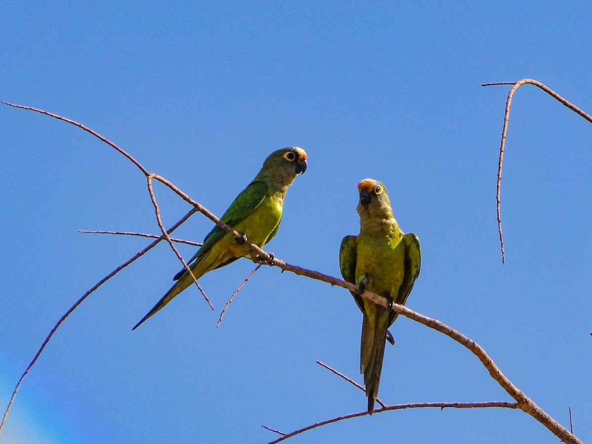 Peach-fronted Parakeet - ML390523861