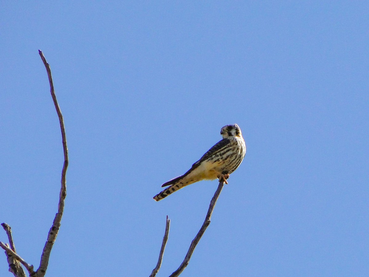American Kestrel - ML390523871