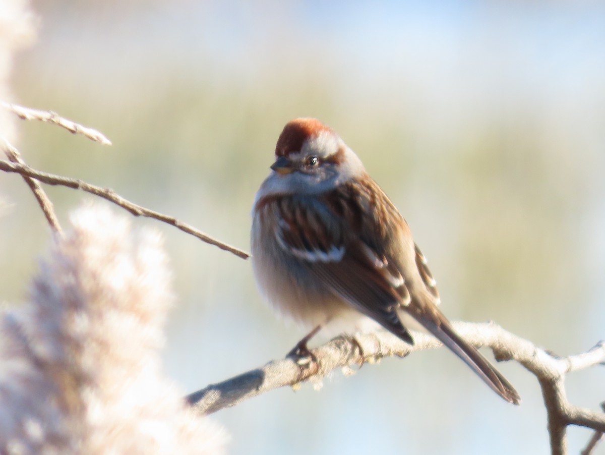 American Tree Sparrow - Jim Proffitt