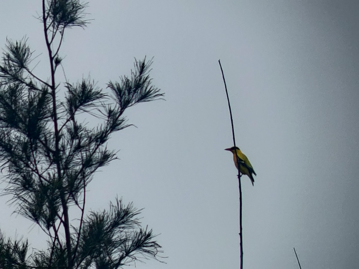 Black-naped Oriole - Omkar Dharwadkar