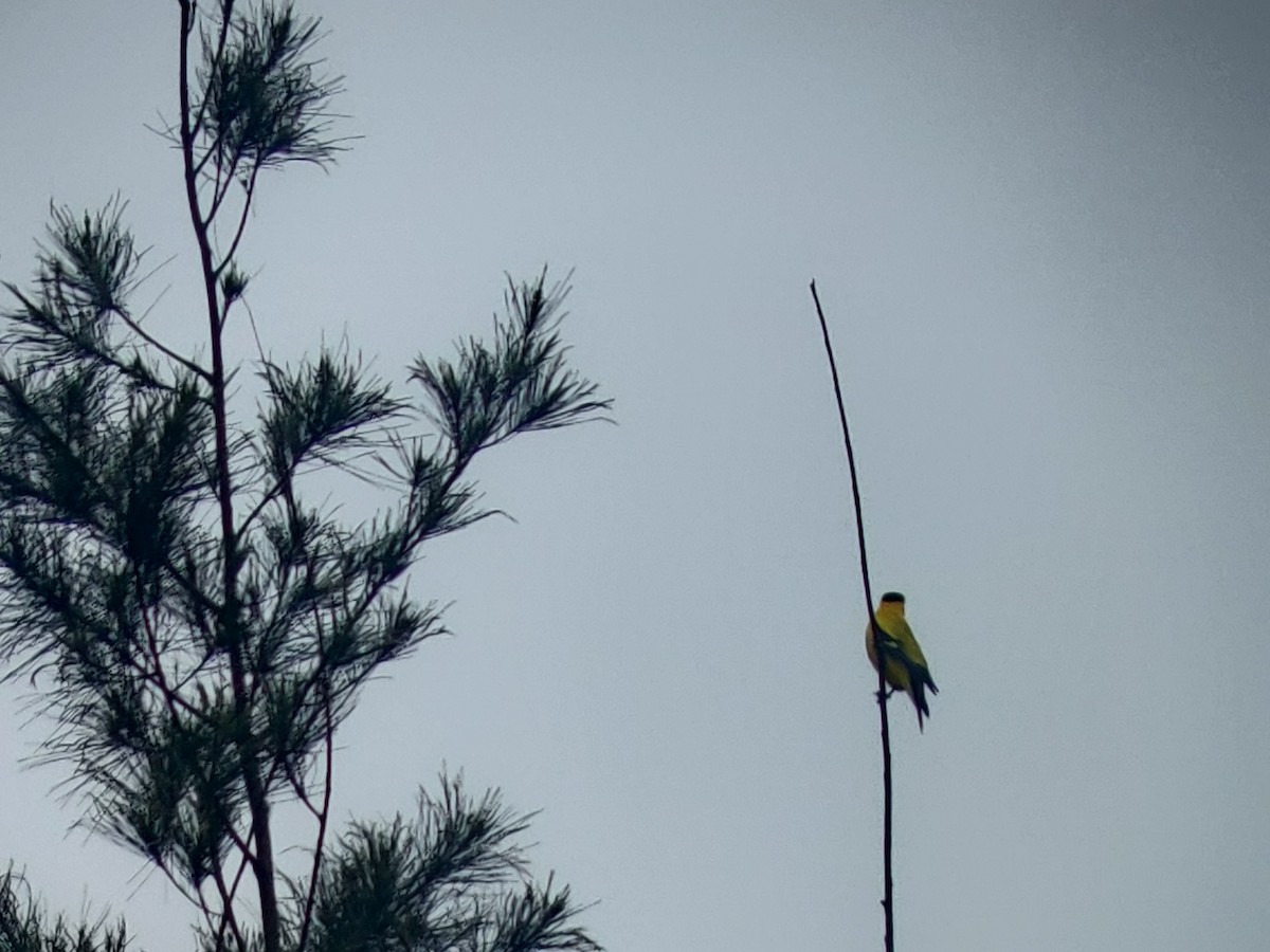 Schwarznackenpirol - ML390526571