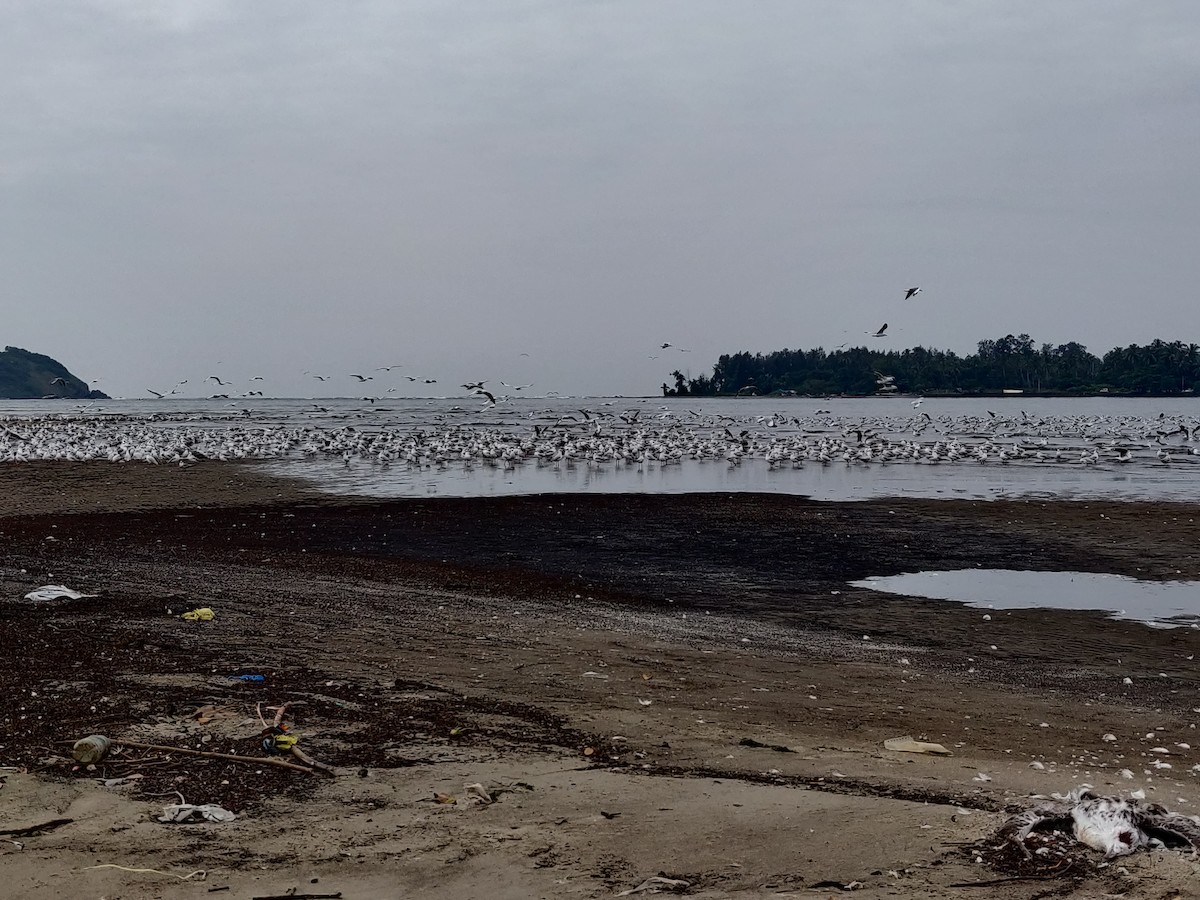 Brown-headed Gull - Omkar Dharwadkar