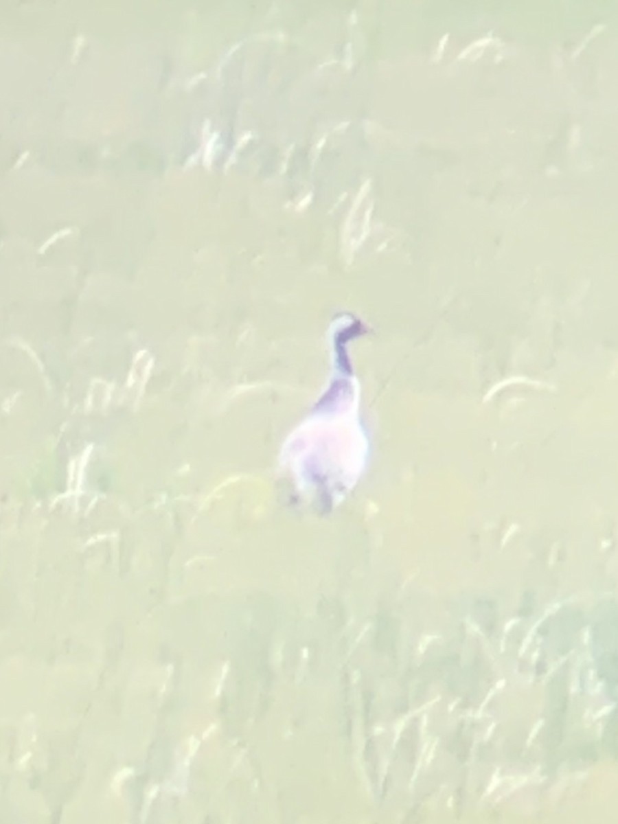 Common Crane - ML390526911