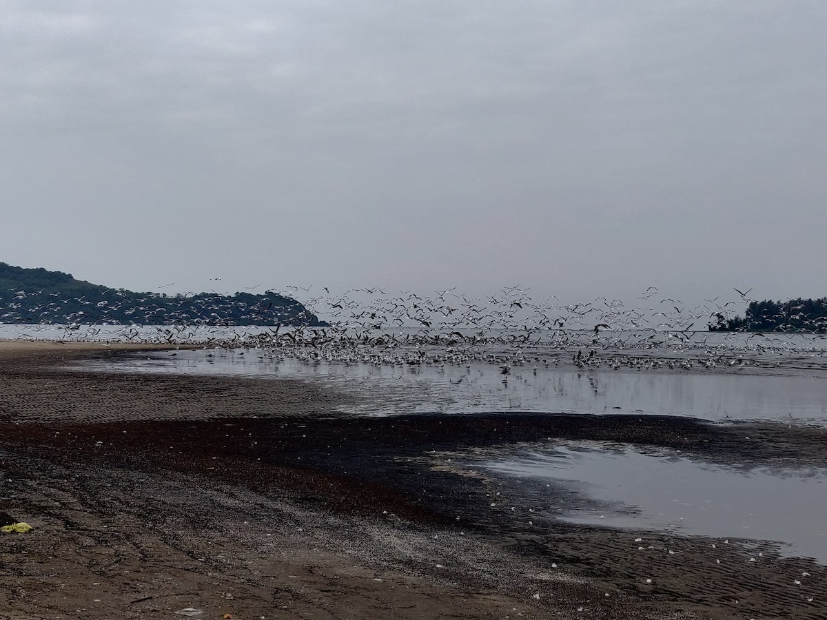 Brown-headed Gull - Omkar Dharwadkar