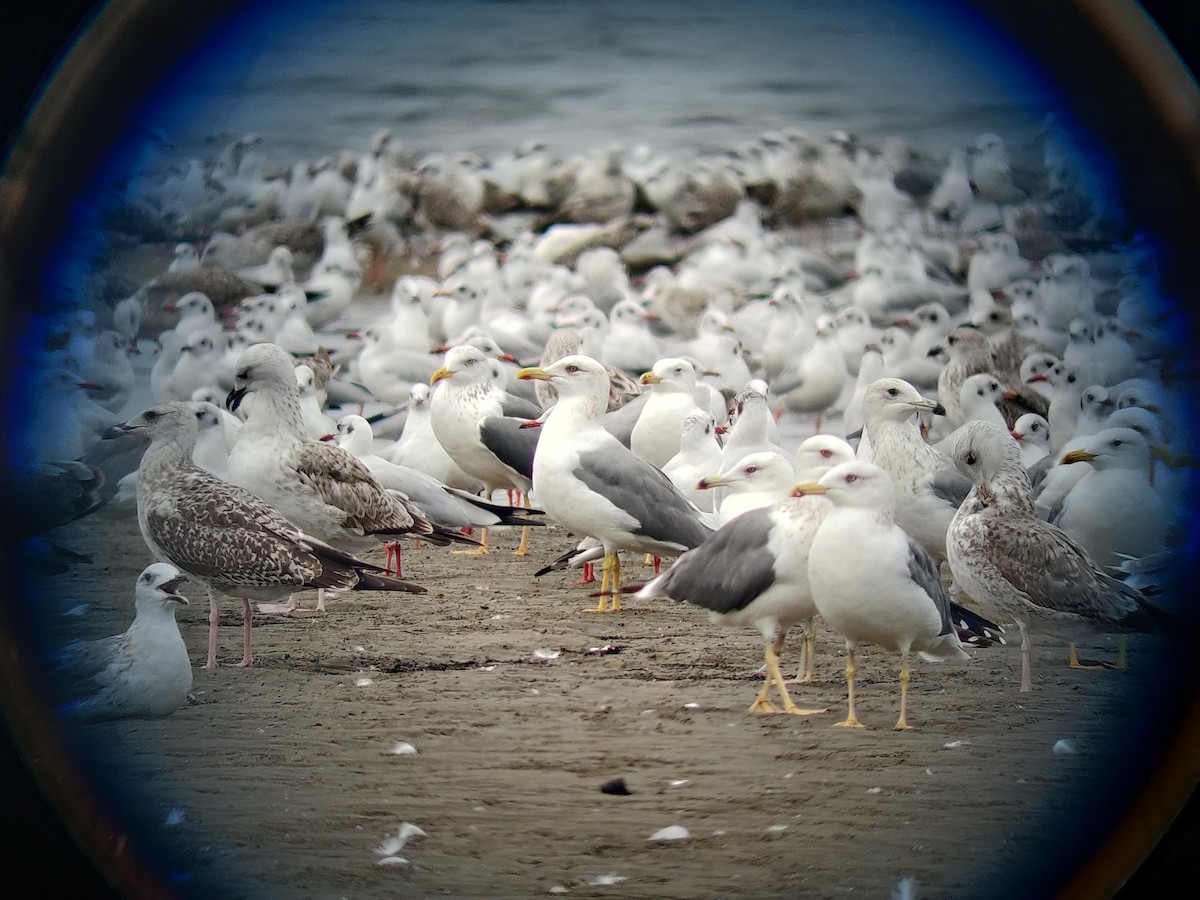 Heringsmöwe - ML390526991