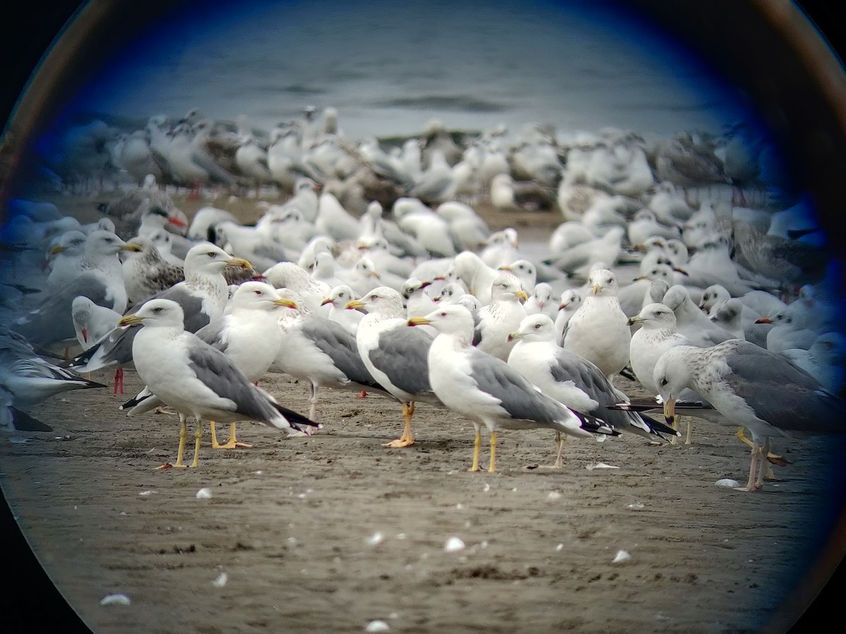 Lesser Black-backed Gull - ML390527061