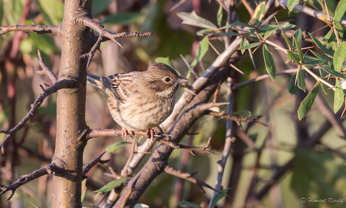 Chestnut-eared Bunting - Hemant Kirola