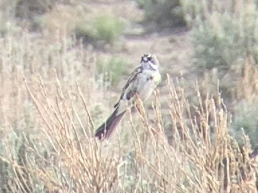 Sagebrush Sparrow - ML390529021