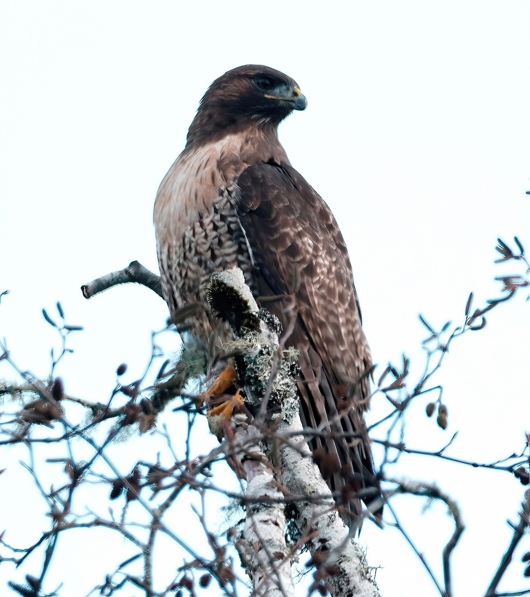 Red-tailed Hawk - ML390529461