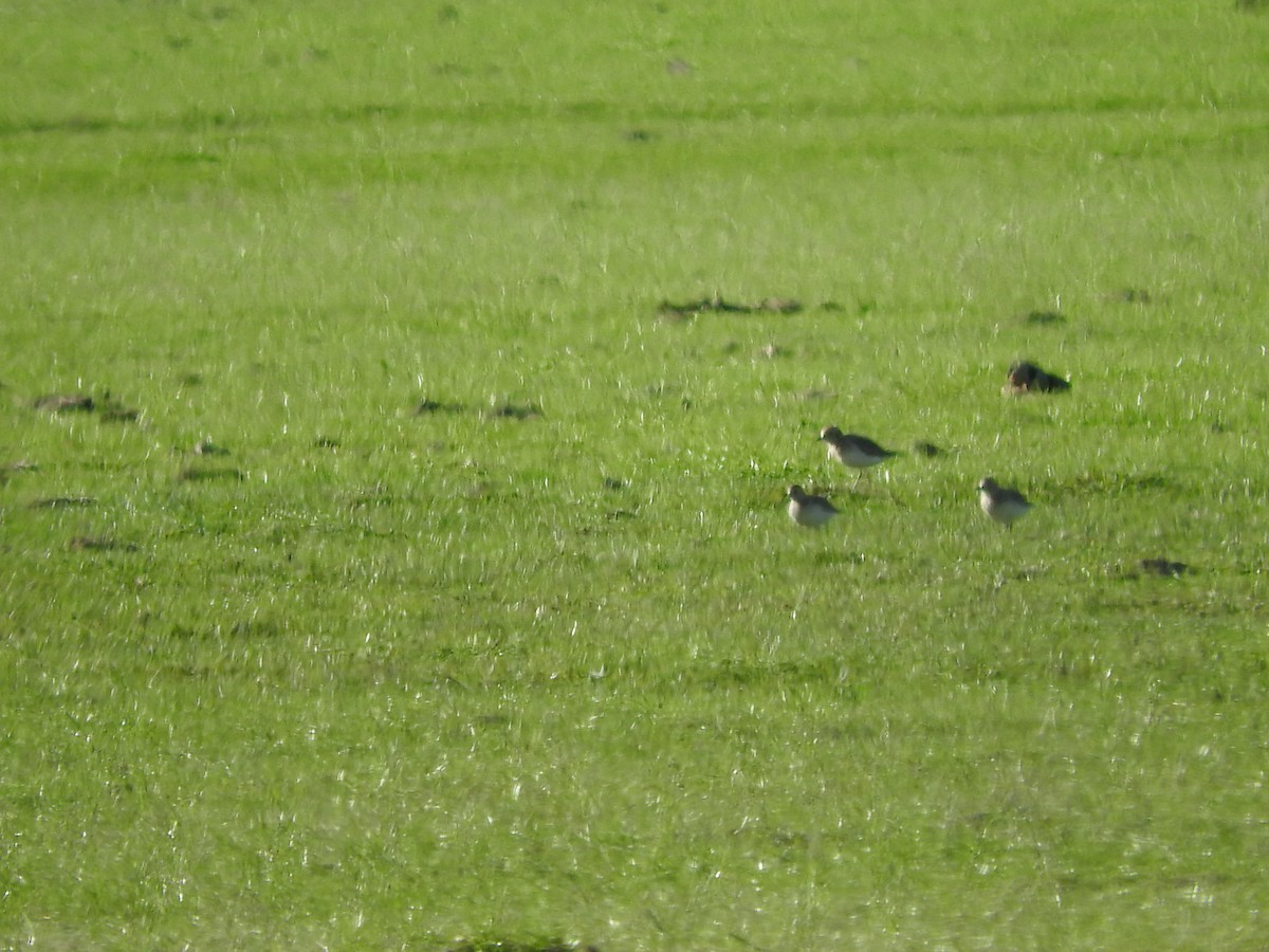 Mountain Plover - ML390529531