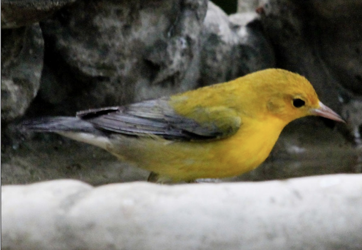 Prothonotary Warbler - Oregon Bird Records Committee OBRC