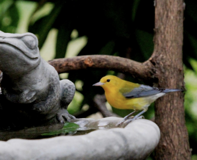 Prothonotary Warbler - Oregon Bird Records Committee OBRC