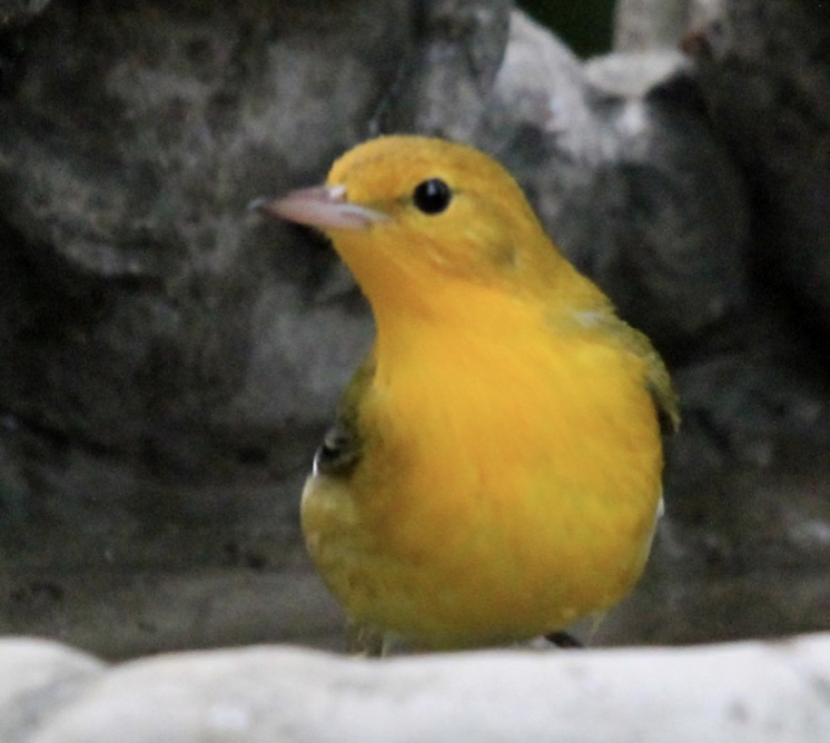 Prothonotary Warbler - Oregon Bird Records Committee OBRC