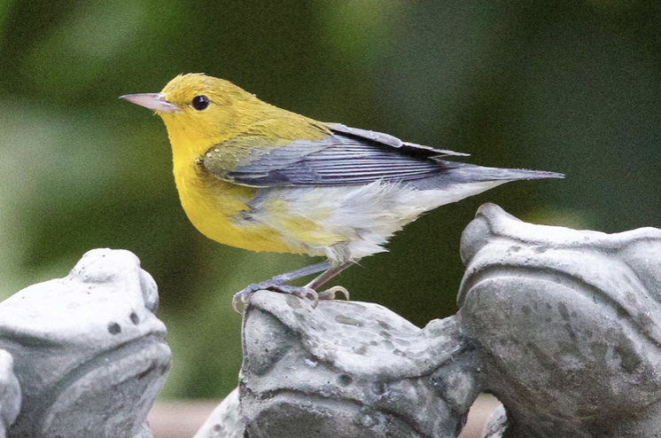 Prothonotary Warbler - Oregon Bird Records Committee OBRC