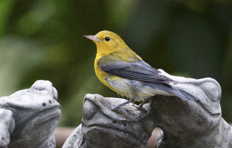 Prothonotary Warbler - Oregon Bird Records Committee OBRC