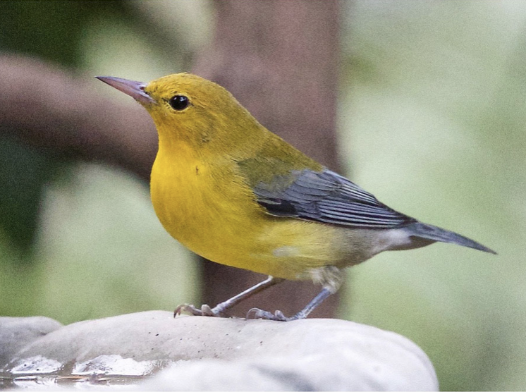 Prothonotary Warbler - Oregon Bird Records Committee OBRC