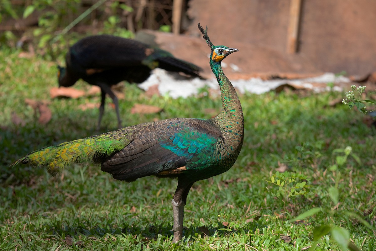 Green Peafowl - ML390530901