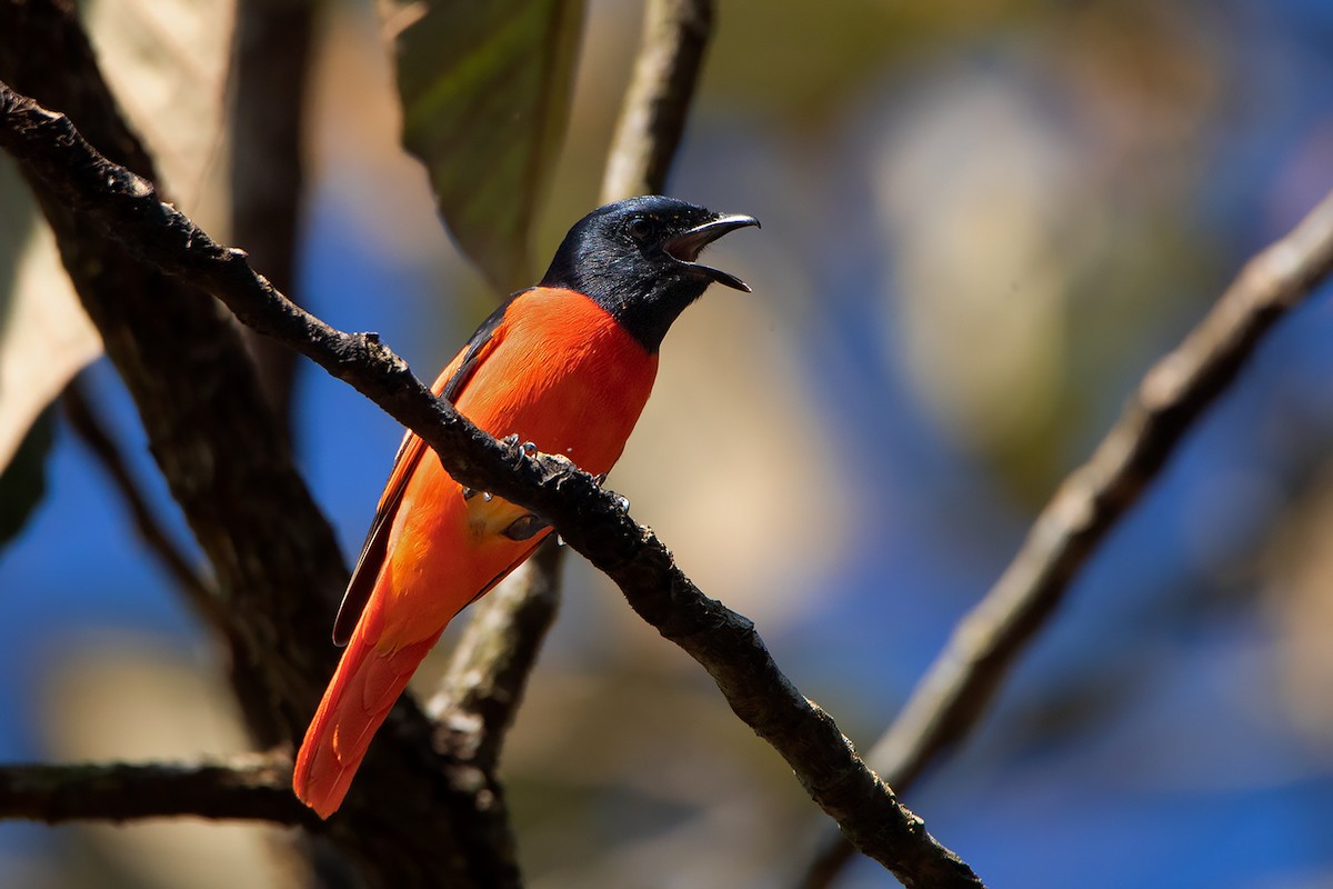 Minivet Escarlata (grupo escarlata) - ML390531201