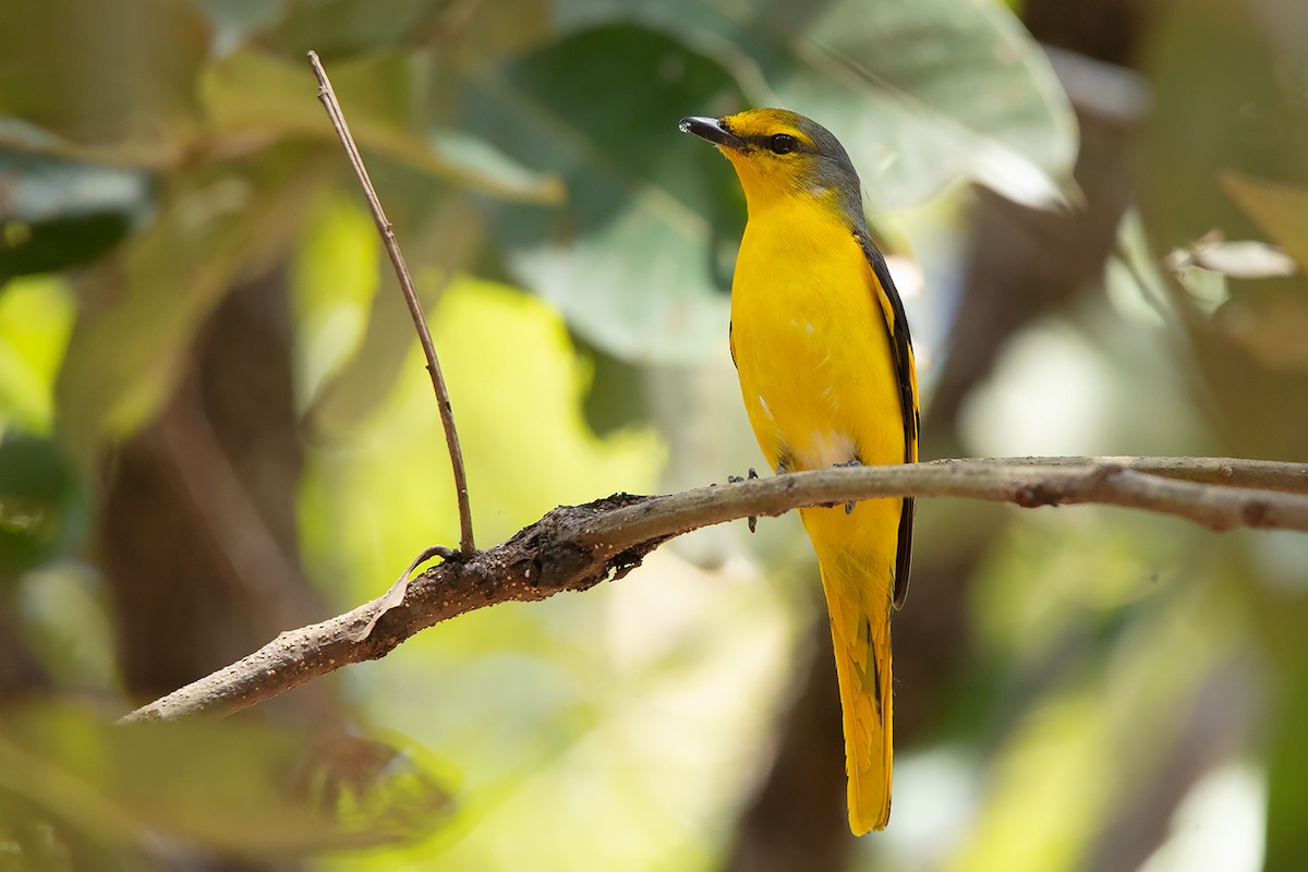 Minivet Escarlata (grupo escarlata) - ML390531241