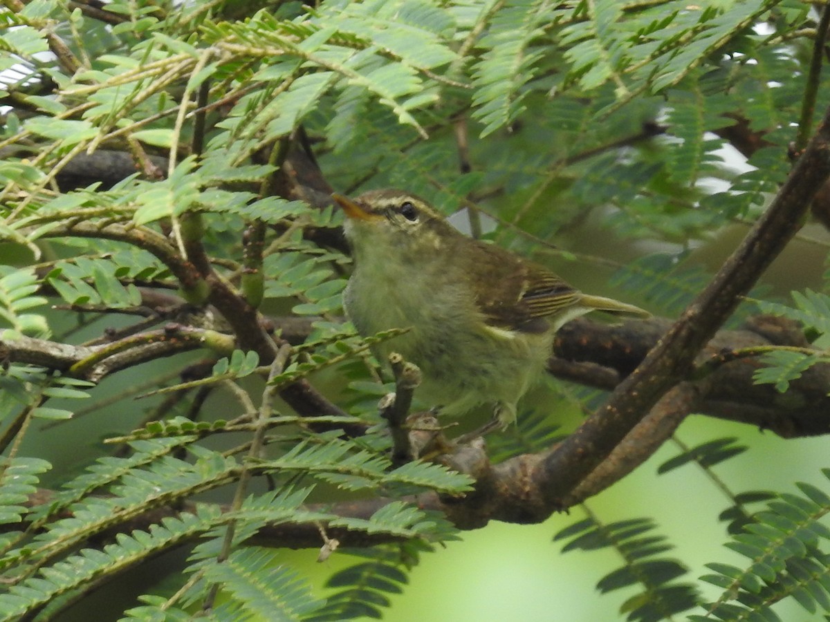 Greenish Warbler - T R Shankar Raman