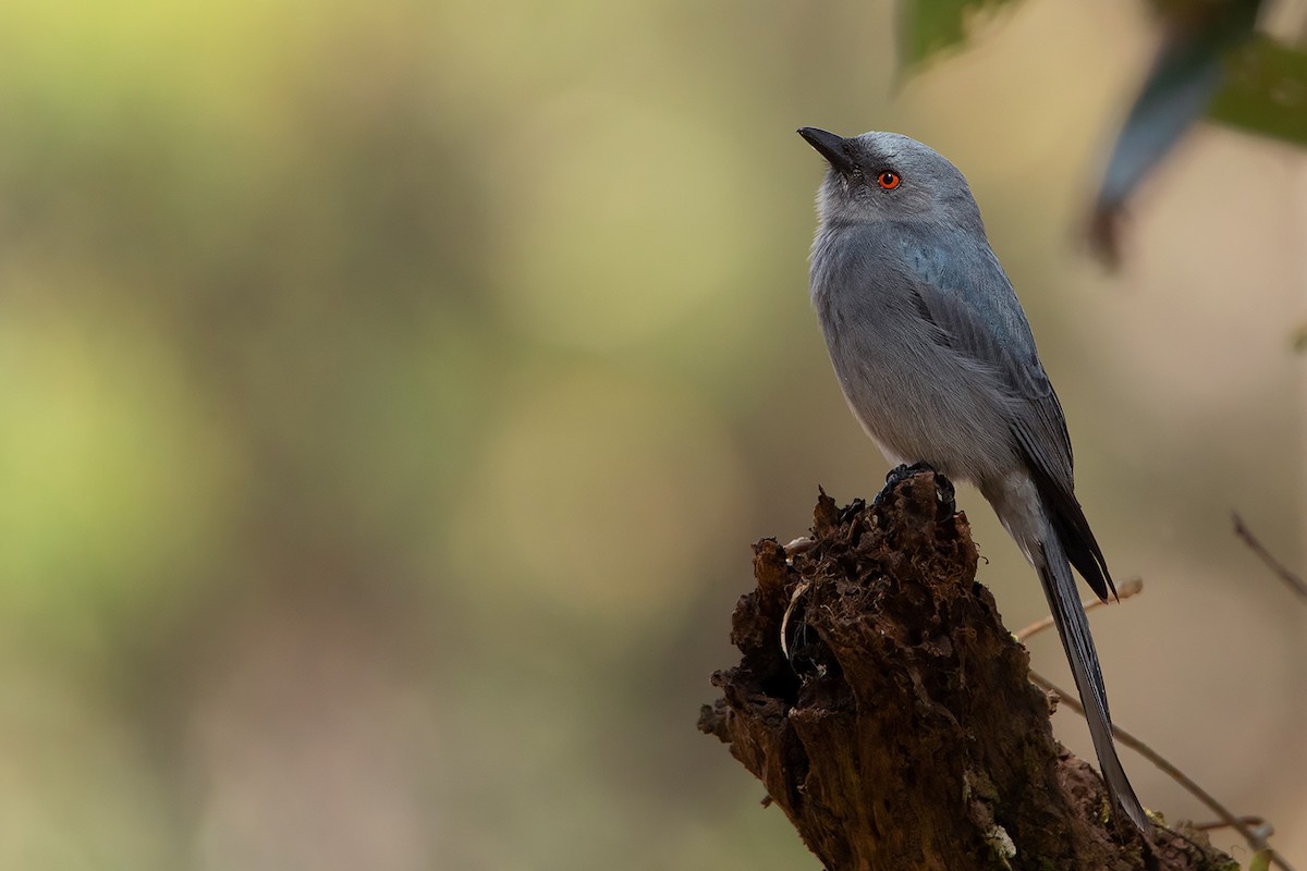 Ashy Drongo (Sooty) - ML390531311