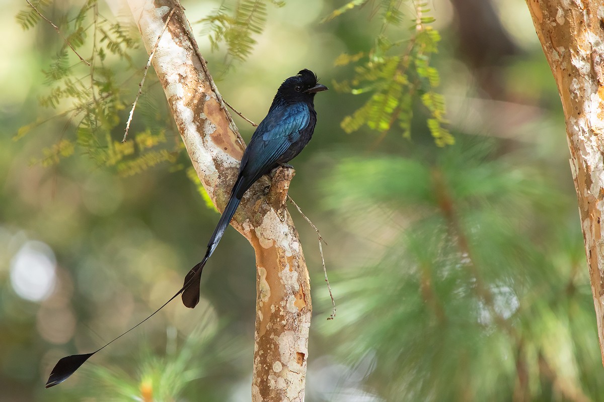 Drongo de Raquetas Grande - ML390531461