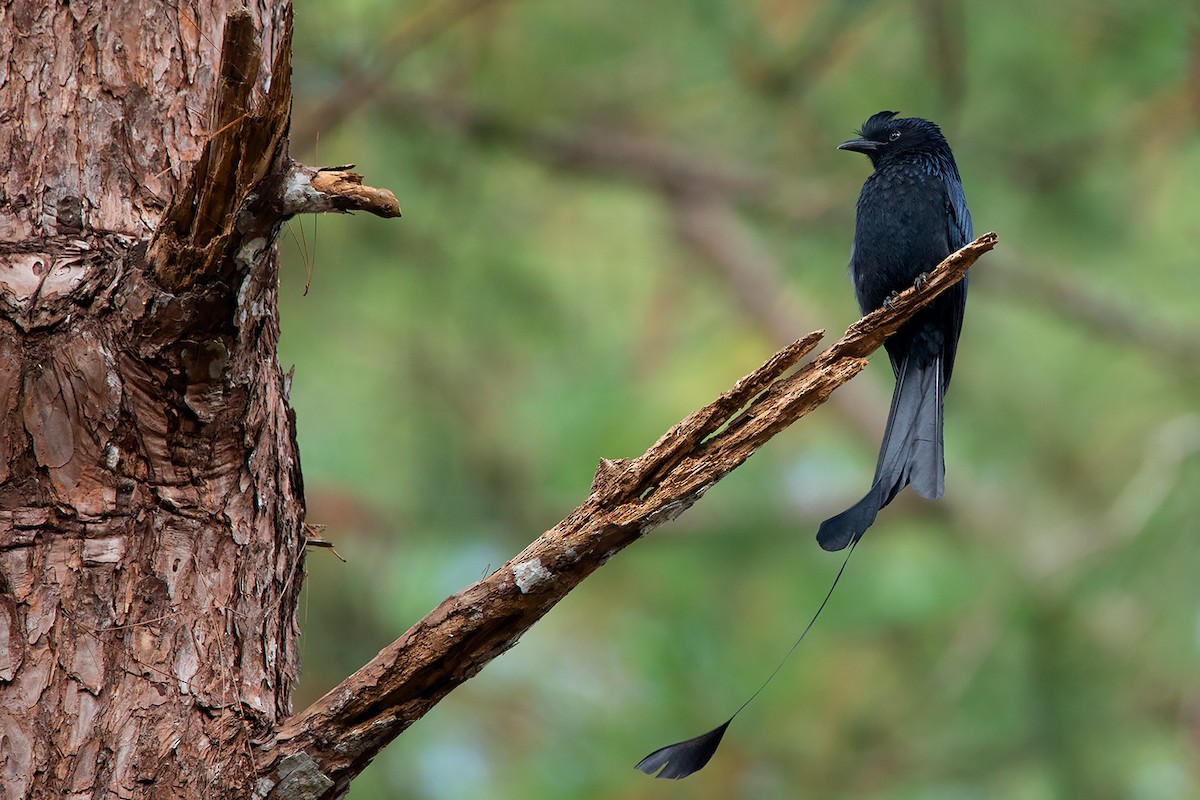 Drongo de Raquetas Grande - ML390531481