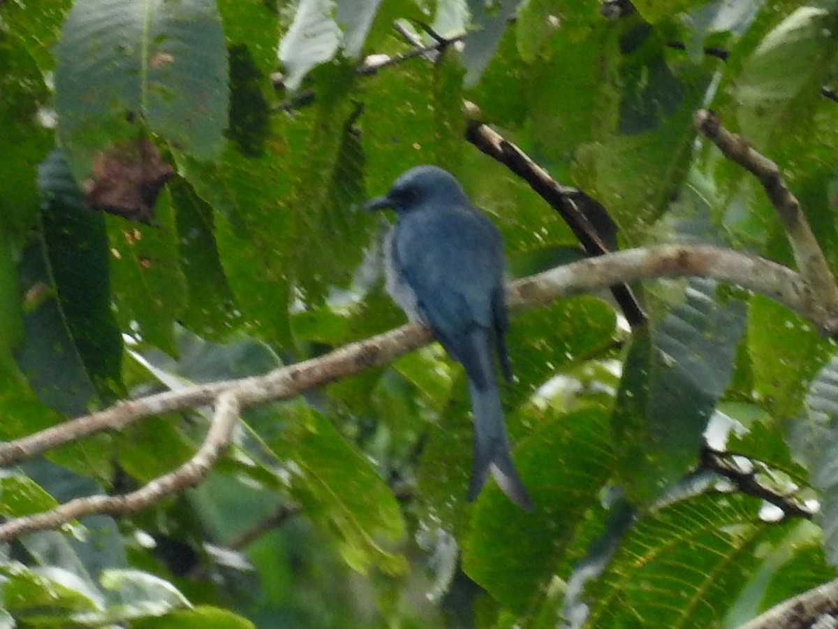 Drongo cendré - ML39053301