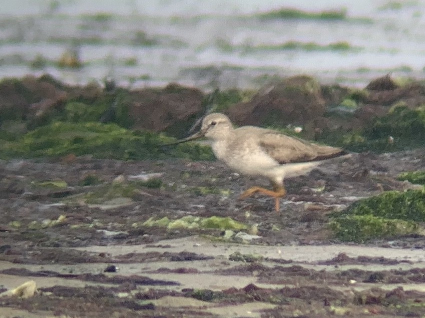 Terek Sandpiper - ML390533041