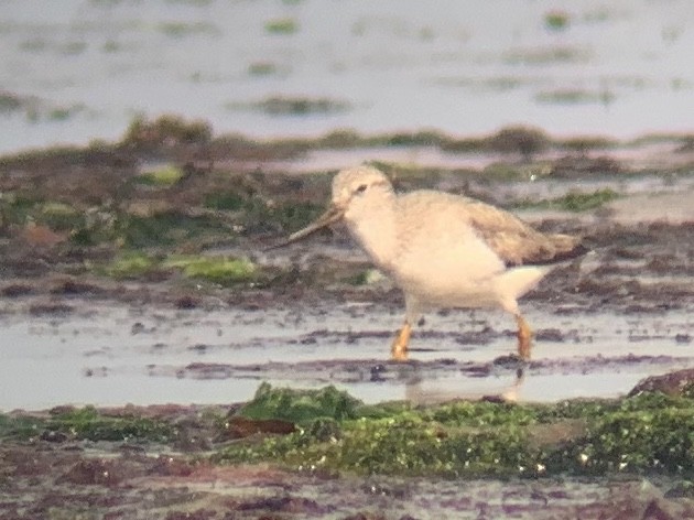 Terek Sandpiper - ML390533081