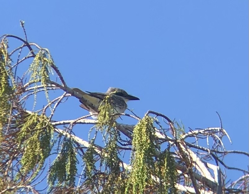 Gray Kingbird - ML390535401