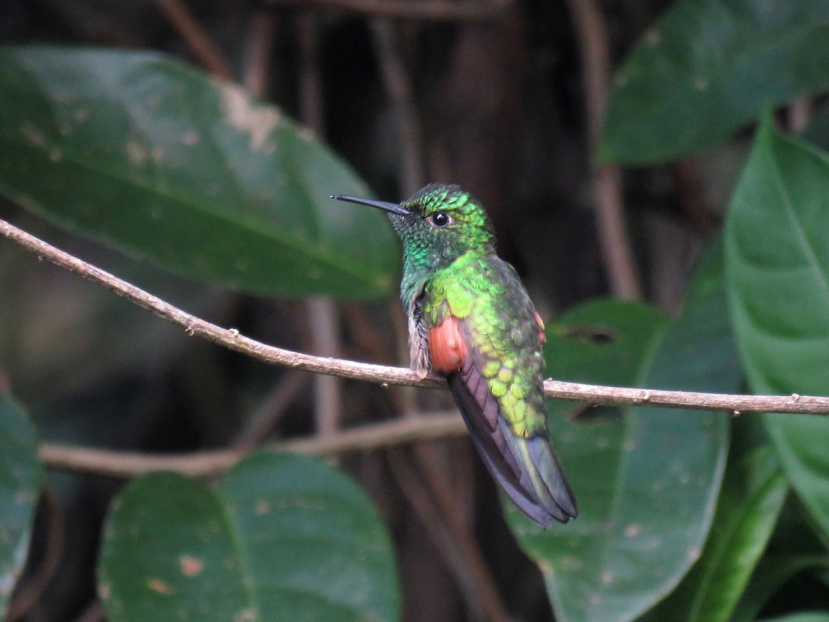 Colibri à épaulettes - ML39053551