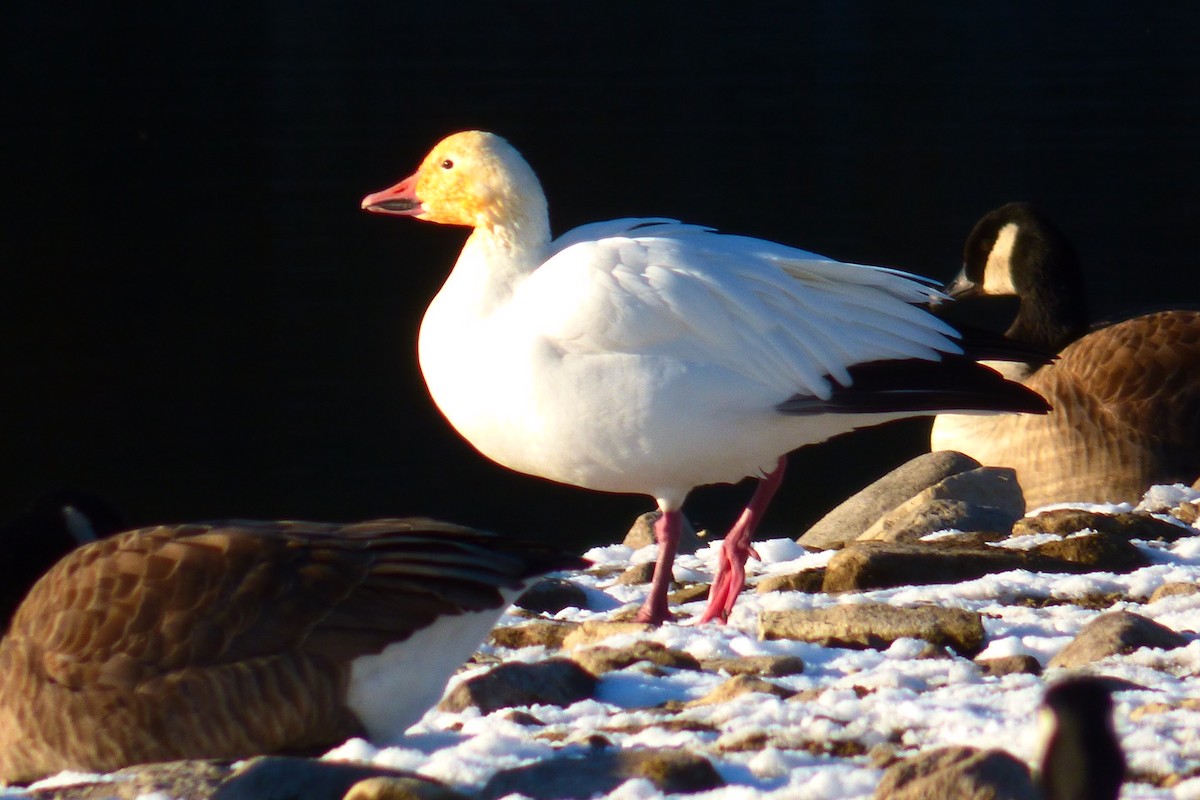 Snow Goose - ML390537721