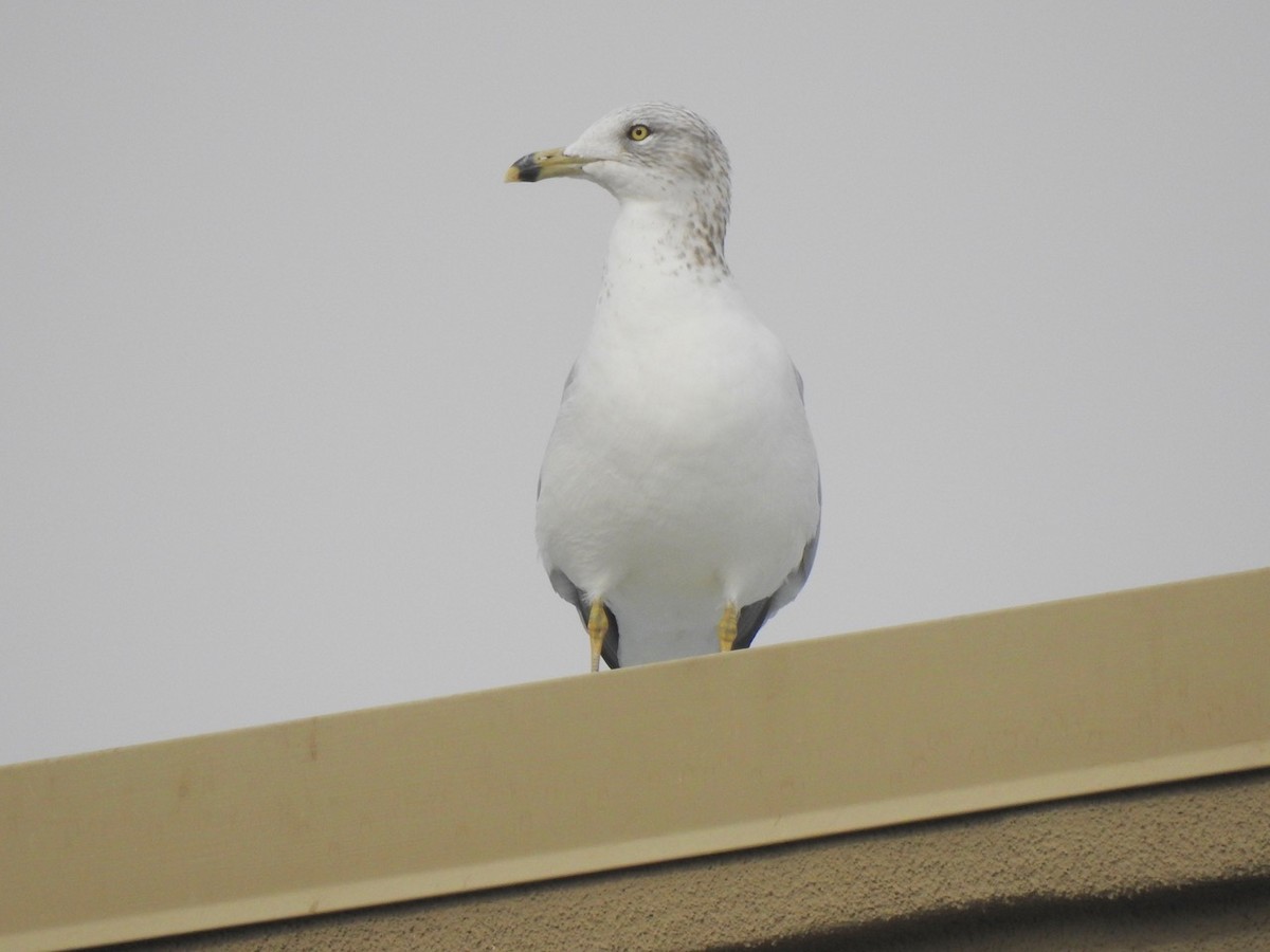 Ring-billed Gull - ML390537991